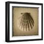 Seashell Study I-Heather Jacks-Framed Art Print