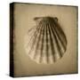 Seashell Study I-Heather Jacks-Stretched Canvas