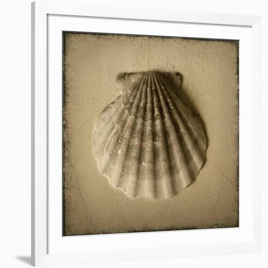 Seashell Study I-Heather Jacks-Framed Art Print