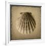 Seashell Study I-Heather Jacks-Framed Art Print