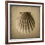 Seashell Study I-Heather Jacks-Framed Art Print