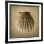 Seashell Study I-Heather Jacks-Framed Art Print