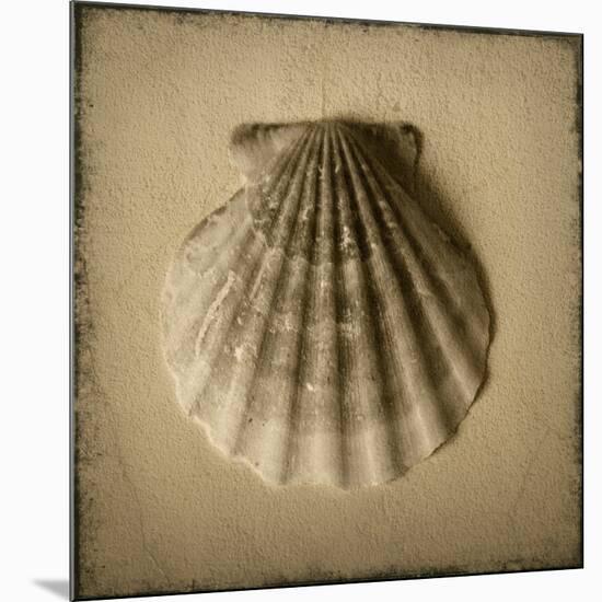 Seashell Study I-Heather Jacks-Mounted Art Print