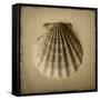 Seashell Study I-Heather Jacks-Framed Stretched Canvas