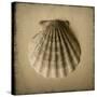 Seashell Study I-Heather Jacks-Stretched Canvas