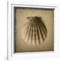 Seashell Study I-Heather Jacks-Framed Art Print