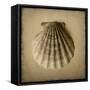 Seashell Study I-Heather Jacks-Framed Stretched Canvas