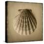 Seashell Study I-Heather Jacks-Stretched Canvas