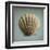 Seashell Study II-Heather Jacks-Framed Art Print