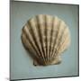 Seashell Study II-Heather Jacks-Mounted Art Print