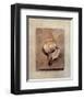 Seashell Study III-Julie Nightingale-Framed Art Print