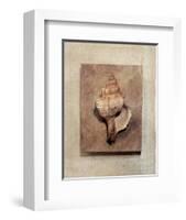 Seashell Study III-Julie Nightingale-Framed Art Print