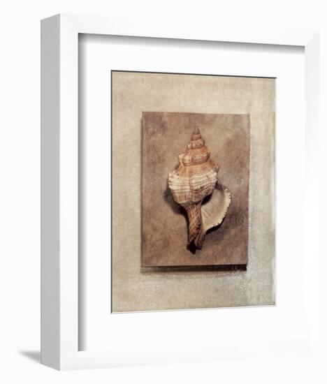 Seashell Study III-Julie Nightingale-Framed Art Print