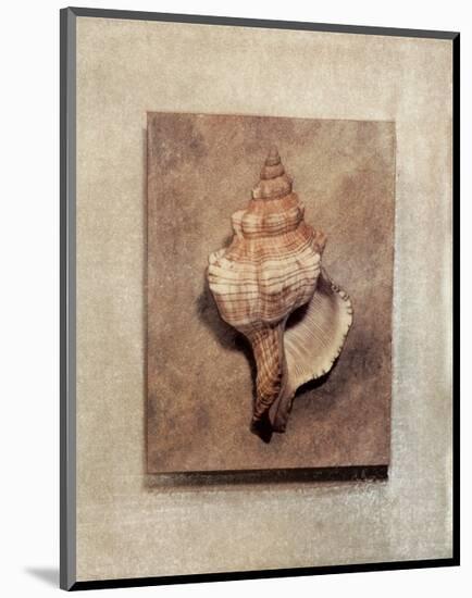Seashell Study III-Julie Nightingale-Mounted Art Print