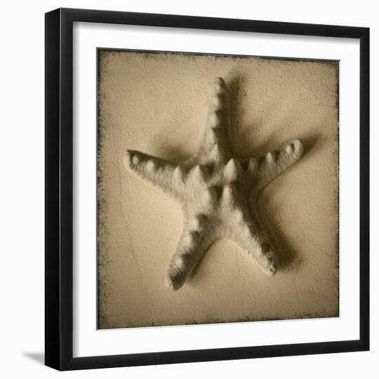 Seashell Study III-Heather Jacks-Framed Art Print