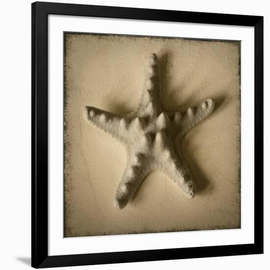 Seashell Study III-Heather Jacks-Framed Art Print