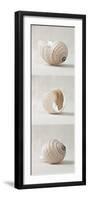 Seashell Trio I-Assaf Frank-Framed Giclee Print