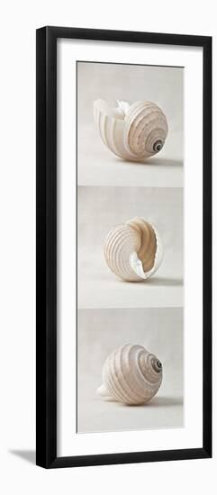 Seashell Trio I-Assaf Frank-Framed Giclee Print