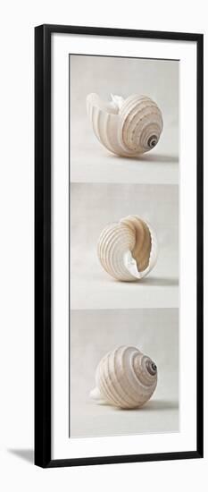 Seashell Trio I-Assaf Frank-Framed Giclee Print