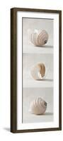 Seashell Trio I-Assaf Frank-Framed Art Print