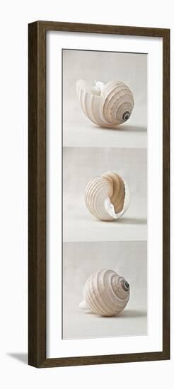 Seashell Trio I-Assaf Frank-Framed Art Print