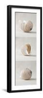 Seashell Trio I-Assaf Frank-Framed Art Print