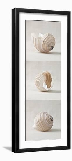 Seashell Trio I-Assaf Frank-Framed Art Print