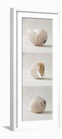 Seashell Trio I-Assaf Frank-Framed Art Print