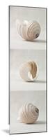 Seashell Trio I-Assaf Frank-Mounted Art Print