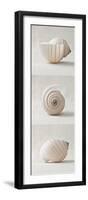 Seashell Trio II-Assaf Frank-Framed Giclee Print