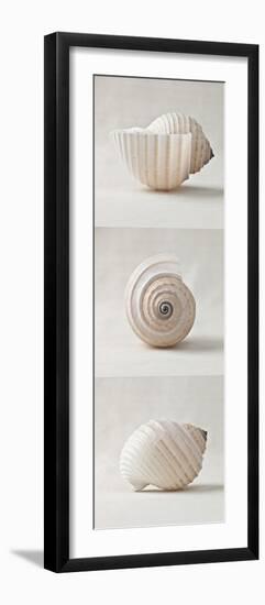 Seashell Trio II-Assaf Frank-Framed Giclee Print