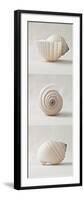 Seashell Trio II-Assaf Frank-Framed Giclee Print