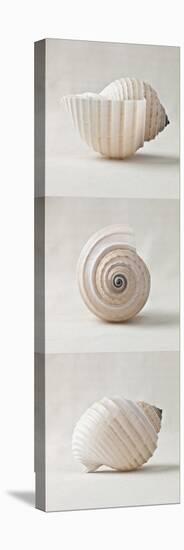 Seashell Trio II-Assaf Frank-Stretched Canvas