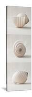 Seashell Trio II-Assaf Frank-Stretched Canvas