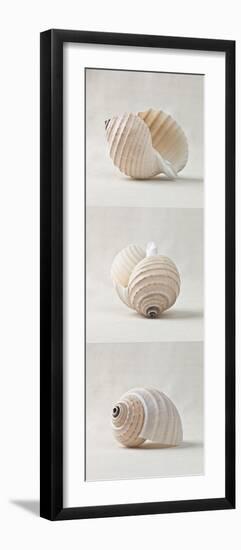 Seashell Trio III-Assaf Frank-Framed Giclee Print