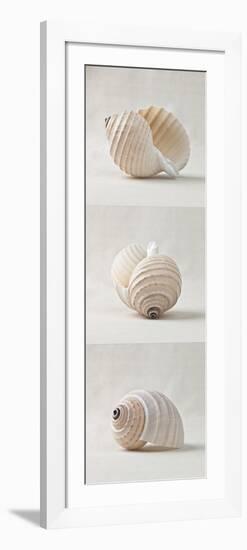 Seashell Trio III-Assaf Frank-Framed Giclee Print