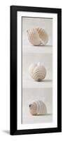 Seashell Trio III-Assaf Frank-Framed Giclee Print