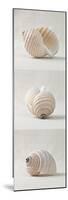 Seashell Trio III-Assaf Frank-Mounted Giclee Print