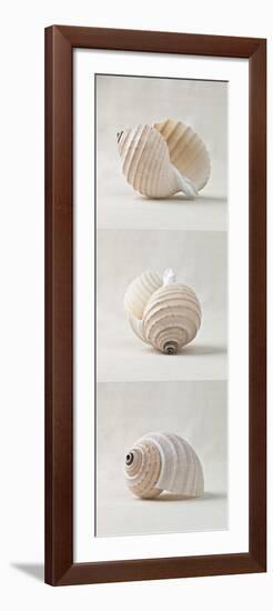 Seashell Trio III-Assaf Frank-Framed Giclee Print