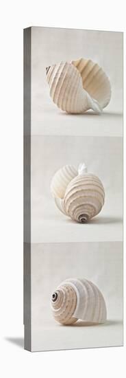 Seashell Trio III-Assaf Frank-Stretched Canvas