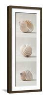 Seashell Trio III-Assaf Frank-Framed Art Print