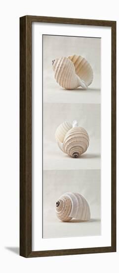 Seashell Trio III-Assaf Frank-Framed Art Print