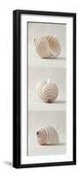 Seashell Trio III-Assaf Frank-Framed Art Print