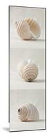 Seashell Trio III-Assaf Frank-Mounted Art Print