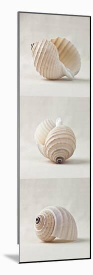 Seashell Trio III-Assaf Frank-Mounted Art Print
