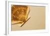 Seashell-null-Framed Photographic Print