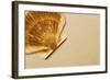 Seashell-null-Framed Photographic Print