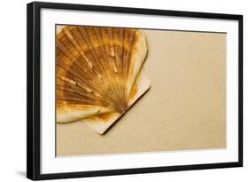 Seashell-null-Framed Photographic Print
