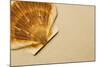 Seashell-null-Mounted Photographic Print