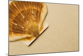 Seashell-null-Mounted Photographic Print